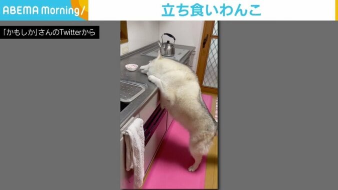 シベリアンハスキーが台所上のごはんを爆速で“立ち食い”、とられた猫は「あまり気にしてる様子はありませんでした」 1枚目