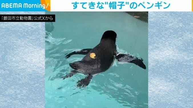 ペンギンの葉くん