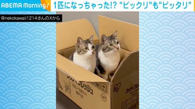 猫のチャイくん（1歳半）とラテちゃん（1歳半）