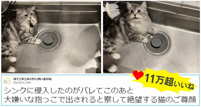 「見つかったニャ！」台所のシンク、洗濯カゴ…侵入しまくる猫の“表情”が話題 1枚目