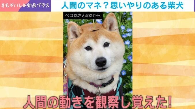 柴犬の茶々丸くん
