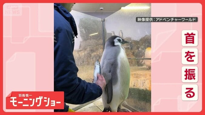 「おさかないらない」　魚を拒否する赤ちゃんペンギン　イヤイヤ期なの？　本音は… 1枚目