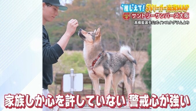 「全部可愛い」髙橋藍がデレデレ 愛犬との秘蔵ショット SVリーグ連覇へ「RS優勝したからといって、優勝できる場所ではない」意気込み 3枚目