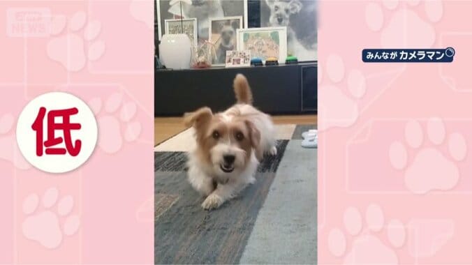 ほふく前進がいいんだワン