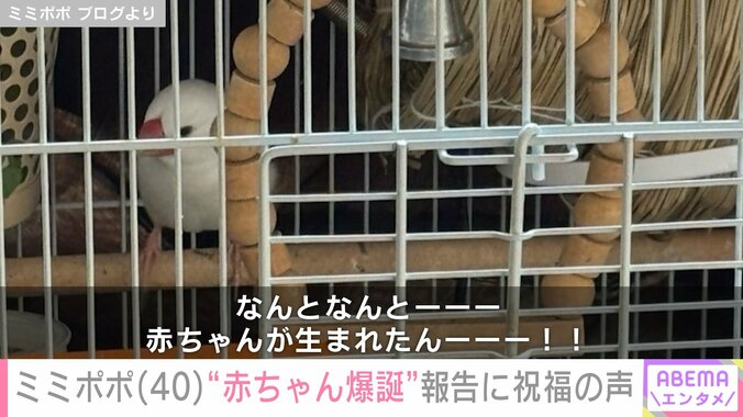 【写真・画像】34歳で余命宣告を受けたミミポポ（40）「おめでとうございます」「一気に大家族だね」“ブンチョウの赤ちゃん爆誕”報告にファン祝福　2枚目