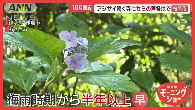 関東で季節外れの異変 猛暑でバラ出荷数減 野菜の値上がりにも影響 1枚目