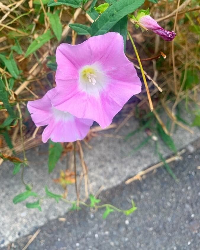  遠野なぎこ、全身に謎の痛みがあり医師に相談「血液検査もしてきました」  1枚目