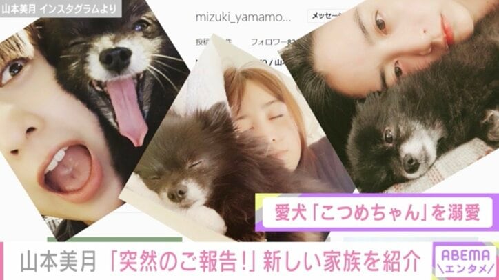 山本美月、新たにふわふわワンコを迎え入れ「黒ポメ姉妹をよろしくお願い致します」