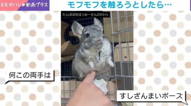 チンチラのたんぽぽくん