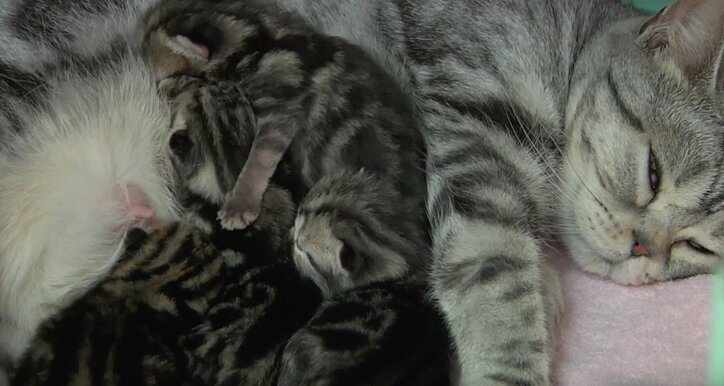 ふわふわ仔猫大集合「キャットショーって何？」　スター候補ニャンコに密着にゃ