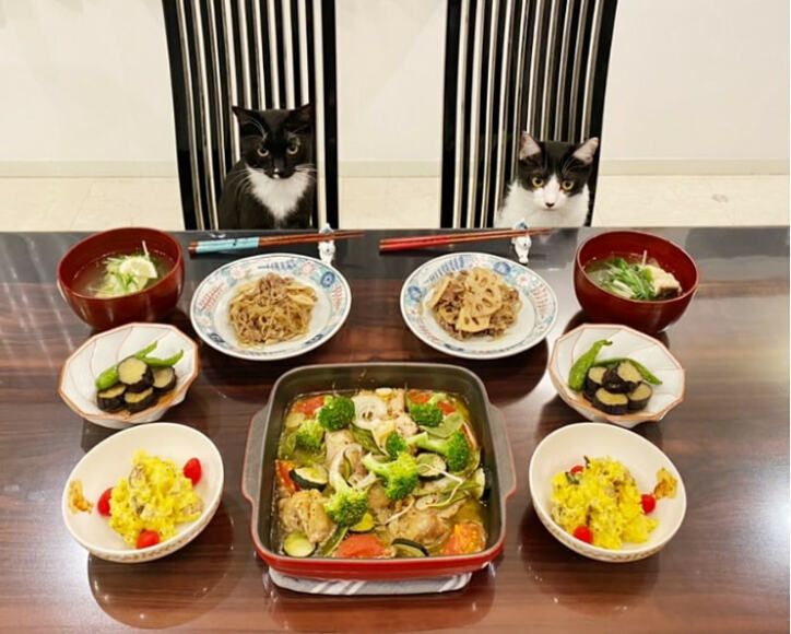 藤あや子、栄養バランスが“最強で最高”な夕食に「完璧」「料理のプロ」の声