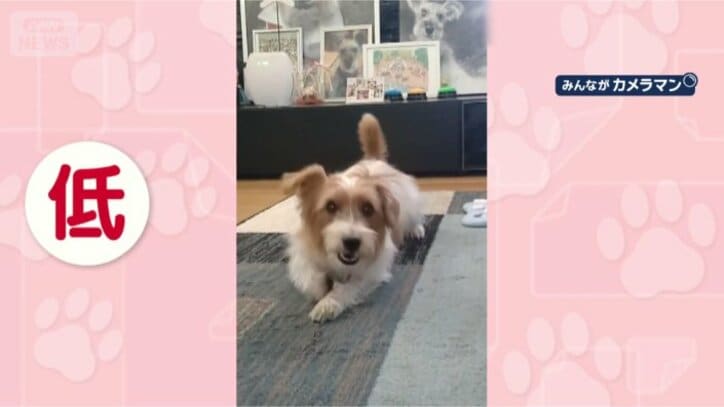 ほふく前進がいいんだワン