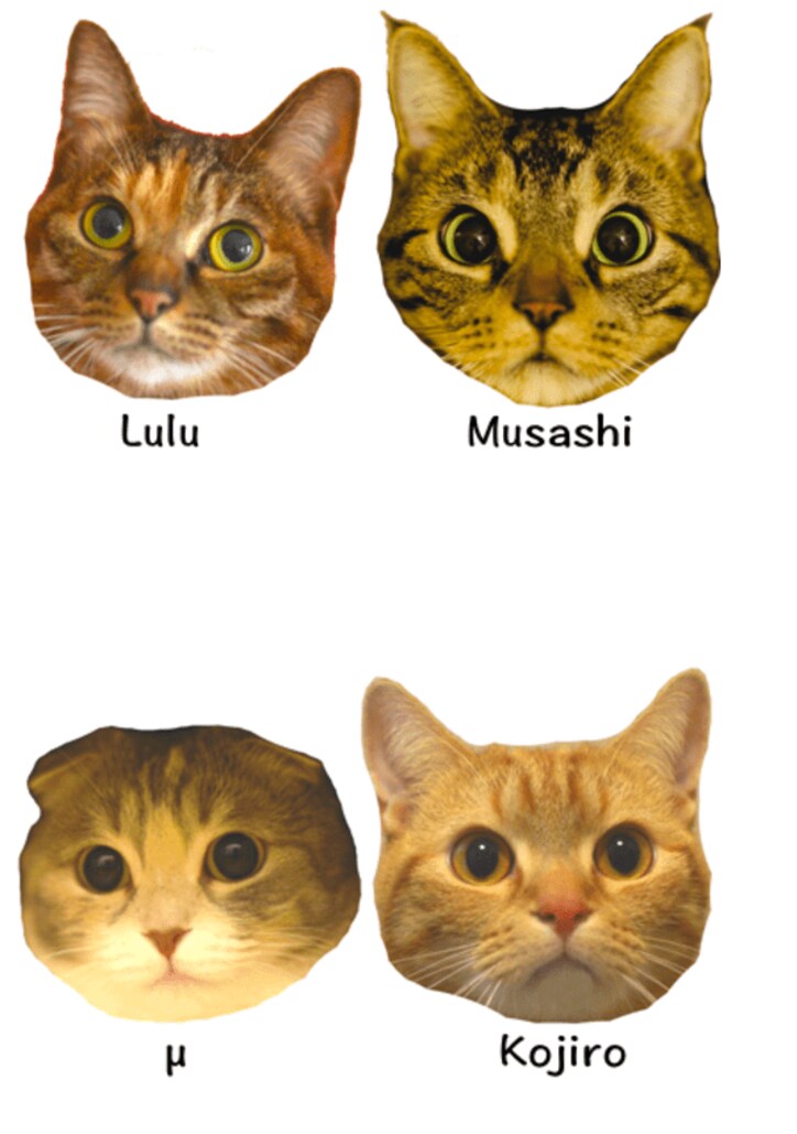 YouTubeで大人気 10匹の猫家族「10Cats. 」が可愛すぎるとネット上で話題に