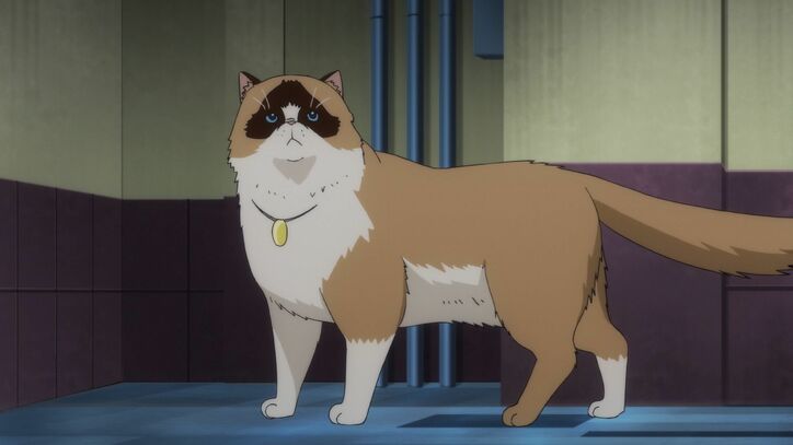 アニメ「歌舞伎町シャーロック」第12話、行方不明になった猫を探す探偵達だが…先行カット解禁