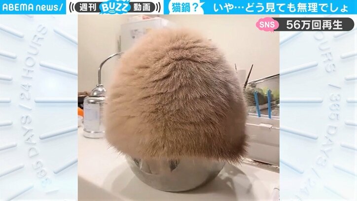台所のボウルに猫のモフモフが大量発生！ 何とか入ろうと必死な姿に「どう見ても無理ｗ」ツッコミの声