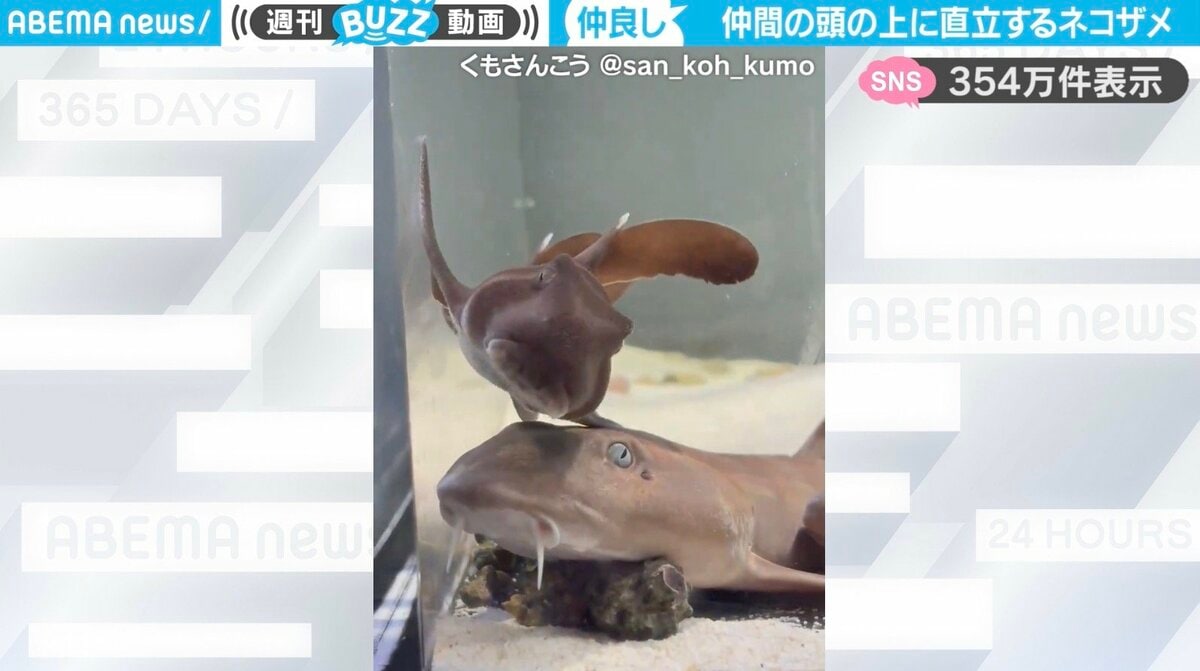 ネコザメさんページ 余裕シャークシャーク」ネコザメが仲間のサメの上に直立する様子が