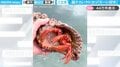 テンション上がるサイズ!“巨大ヤドカリ”の魅力を伝える動画に「戻り方もダイナミック!」「育つのに何年くらいかかるの」と大反響