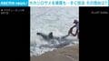 体長約2.7メートルのホホジロザメを釣り上げ!? 巨大なサメの口から直接針を外す→海へ放流するまでの衝撃の一部始終 アメリカ