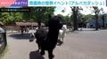 「一緒に走りたい!!」閉園日にアルパカを放した結果→まさかの“全力ダッシュ”に「元気いっぱい」「楽しそう」などの声