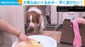 「早く乾いて…」大好きなぬいぐるみが洗濯された犬 干すのを手伝う姿に反響