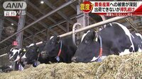 社会ニュース - 北海道地震 大量牛乳捨てられ…農畜産業も大打撃 | 動画視聴はAbemaビデオ(AbemaTV)