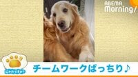 前足をポンと乗せ円陣を組む親子犬