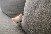 【映像】そろりそろり…飼い主に迫る子猫