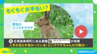 【映像】野生の“従業員さん”? 農園になくてはならない働きぶりに反響