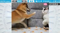 「くっ、リーチが足りない…」“猫パンチ”の逆襲にしょんぼりの柴犬　諦めない様子が「健気すぎる」と話題