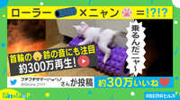 約300万回再生!!ローラー×ネコが可愛い