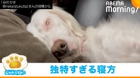 【映像】眼球ぐるぐる&体ぴくぴくさせて眠る犬