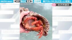 テンション上がるサイズ！“巨大ヤドカリ”の魅力を伝える動画に「戻り方もダイナミック！」「育つのに何年くらいかかるの」と大反響