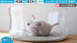 「大福みたいで可愛すぎる」ハムスターが寝転びながら体を“くねくね” 砂遊びする姿に反響「エキササイズしてるみたい」