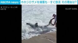 体長約2.7メートルのホホジロザメを釣り上げ!? 巨大なサメの口から直接針を外す→海へ放流するまでの衝撃の一部始終 アメリカ