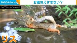 水上の“バカンス”を楽しむリス 後ろ足を投げ出して大胆にくつろぐ姿に「レモネードご馳走したい」など反響