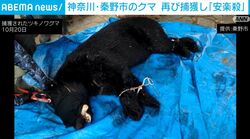 神奈川・秦野市のクマ 再び捕獲し「安楽殺」