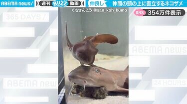 余裕シャークシャーク」ネコザメが仲間のサメの上に直立する様子が