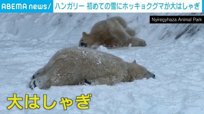 雪におおはしゃぎするホッキョクグマ