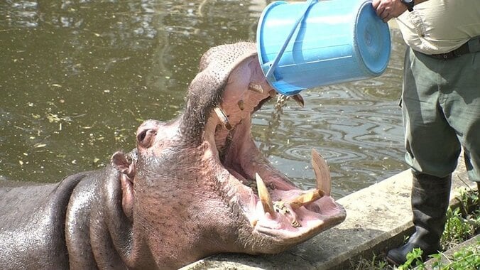 動物たちの可愛すぎる“食事タイム”に密着！ ホワイトタイガーこだわりのディナーとは？ 3枚目