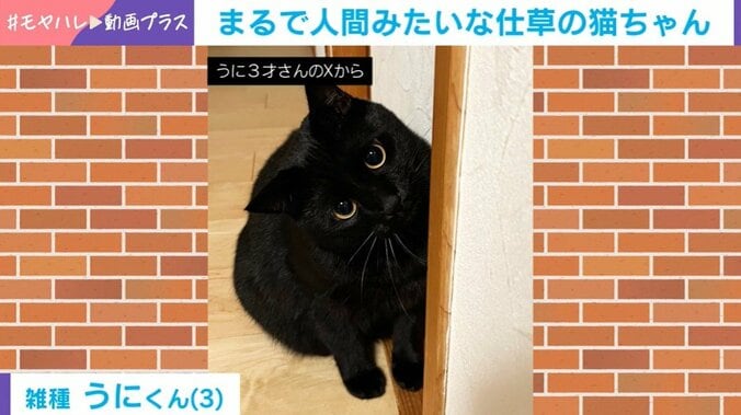 猫のうにくん