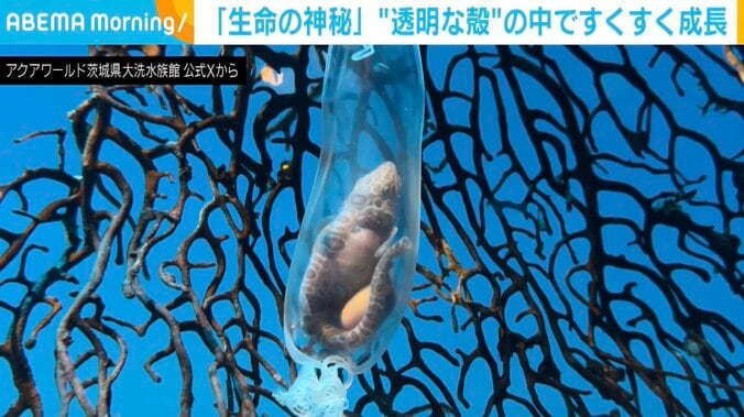 サラワクスウェルシャーク