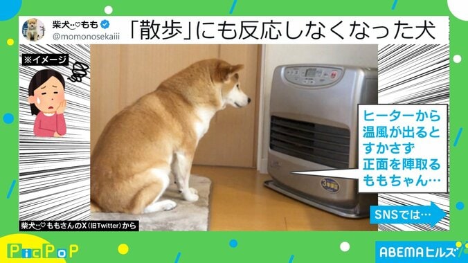 「散歩だよ」の声にも無反応！？ ヒーター前にどっしり“居座る”柴犬に「急に寒くなって困惑だよね」「犬もこたつで丸くなりたいお年頃」と反響 1枚目