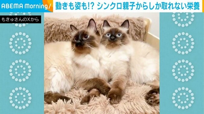 ルルちゃん（1歳9カ月）とリリちゃん（生後11カ月）