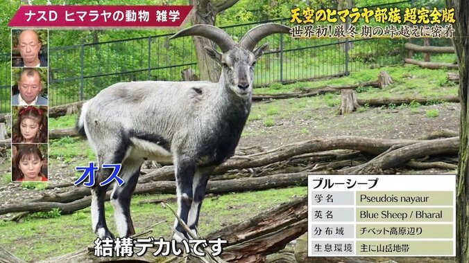 ヒマラヤに生きる絶滅危惧種指定の「幻の動物」とは？ ナスDが解説する高地の動物雑学 2枚目