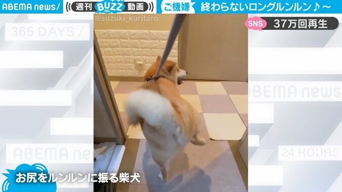 柴犬が右足左足交互に上げてルンルン “うちの子記念日”を喜びのステップに「笑ってしまった」「記念日嬉しいんですね」反響続々 1枚目