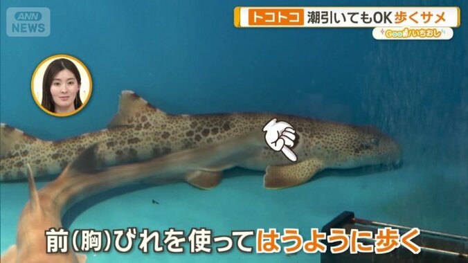 スペックルドカーペットシャーク