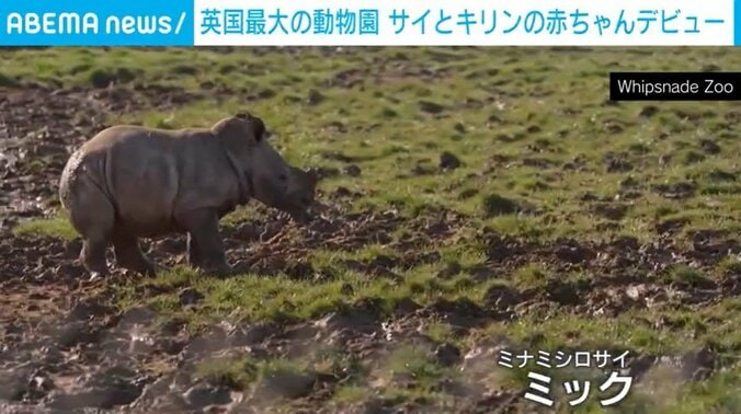 ウィップスネード動物園