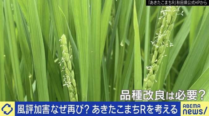 風評加害なぜ再び？科学的な情報どう伝える？ 品種改良された「あきたこまちR」を考える 専門家「放射線育種の仕組みが勘違いされている」 ひろゆき氏「恐怖をばら撒き支持者を増やすインフルエンサーが悪い」 1枚目