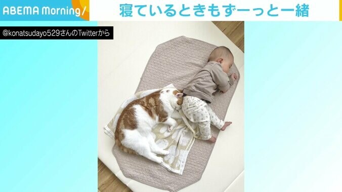 “一緒すぎて笑ってしまう”猫と赤ちゃんの寝姿に反響 「天使だ！」「可愛さの最強タッグ」 1枚目