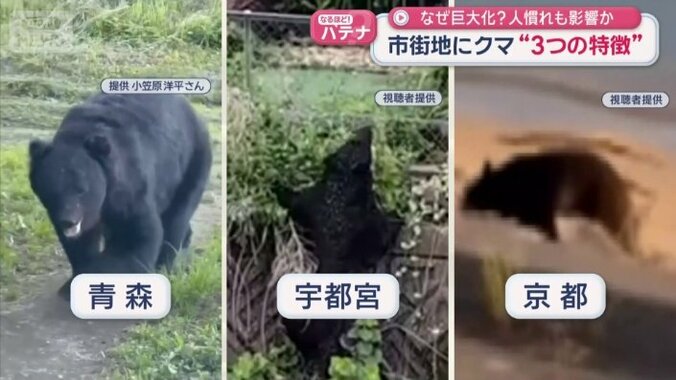 100キロ級のクマが各地で目撃